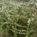 云南干枝雪柳支持一件代发，基地直供