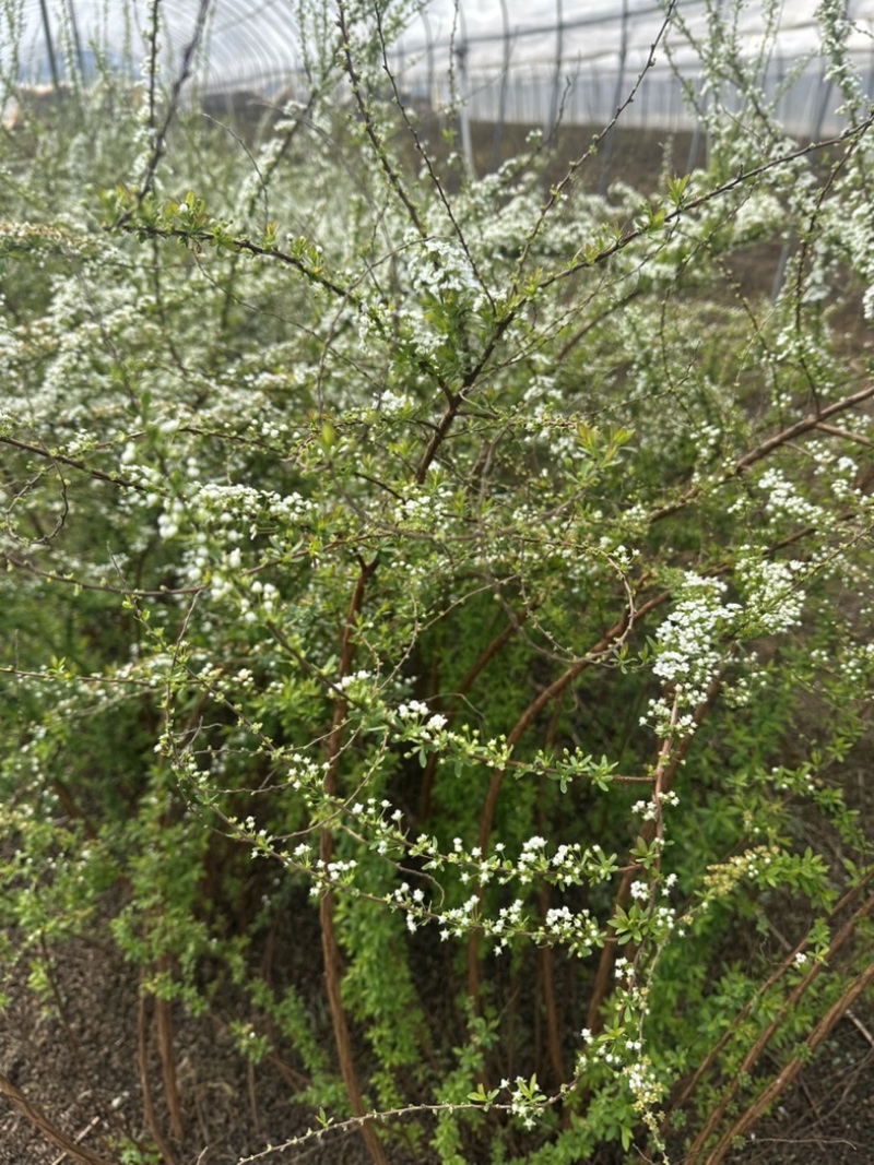 云南干枝雪柳支持一件代发，基地直供