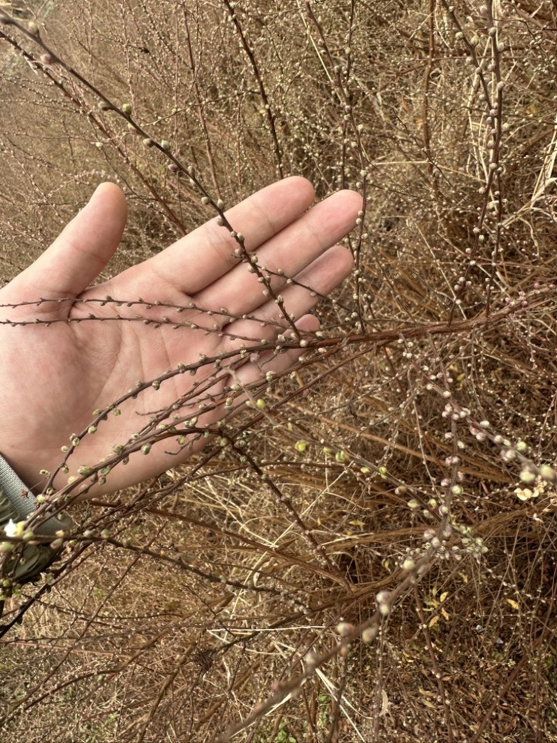 云南干枝雪柳支持一件代发，基地直供