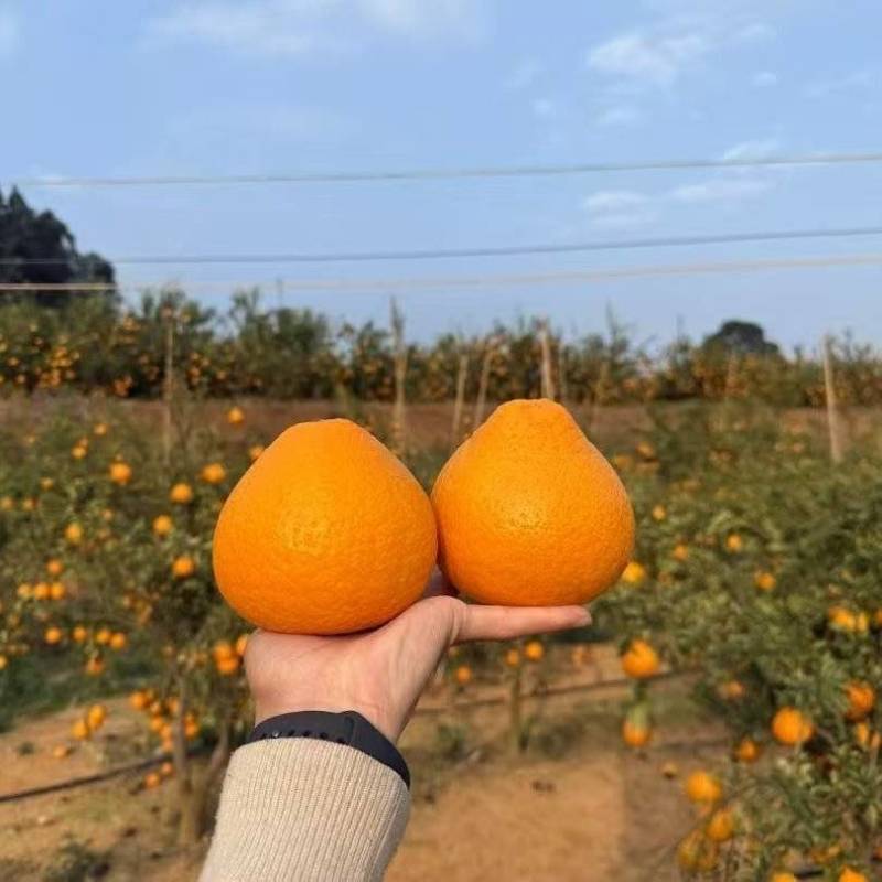 阳光一号桔柚皮薄多汁回购率很高，可一件代发