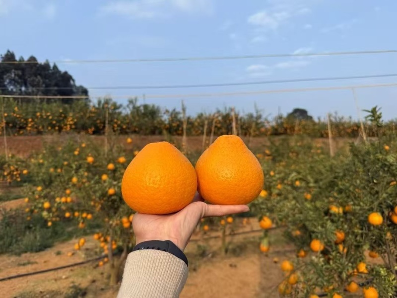 阳光一号桔柚皮薄多汁回购率很高，可一件代发