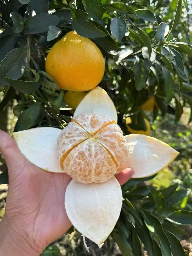 阳光一号桔柚皮薄多汁回购率很高，可一件代发