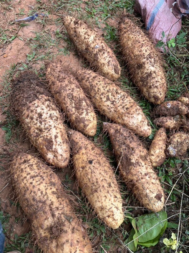 云南普洱刺山药，口感软糯中带甜
