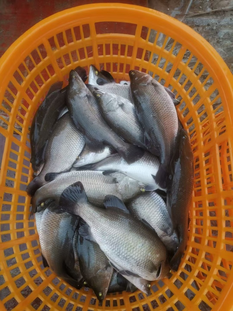 苏榄眉鱼