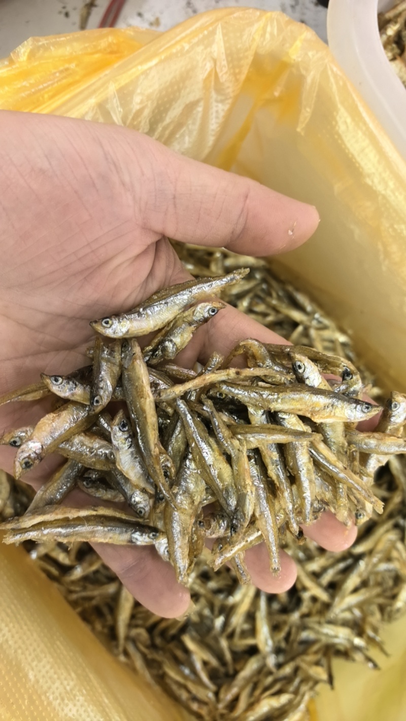 精品老头鱼