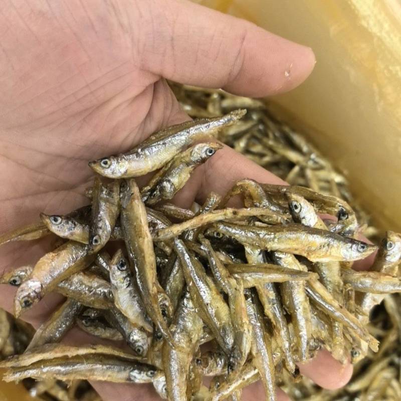 精品老头鱼