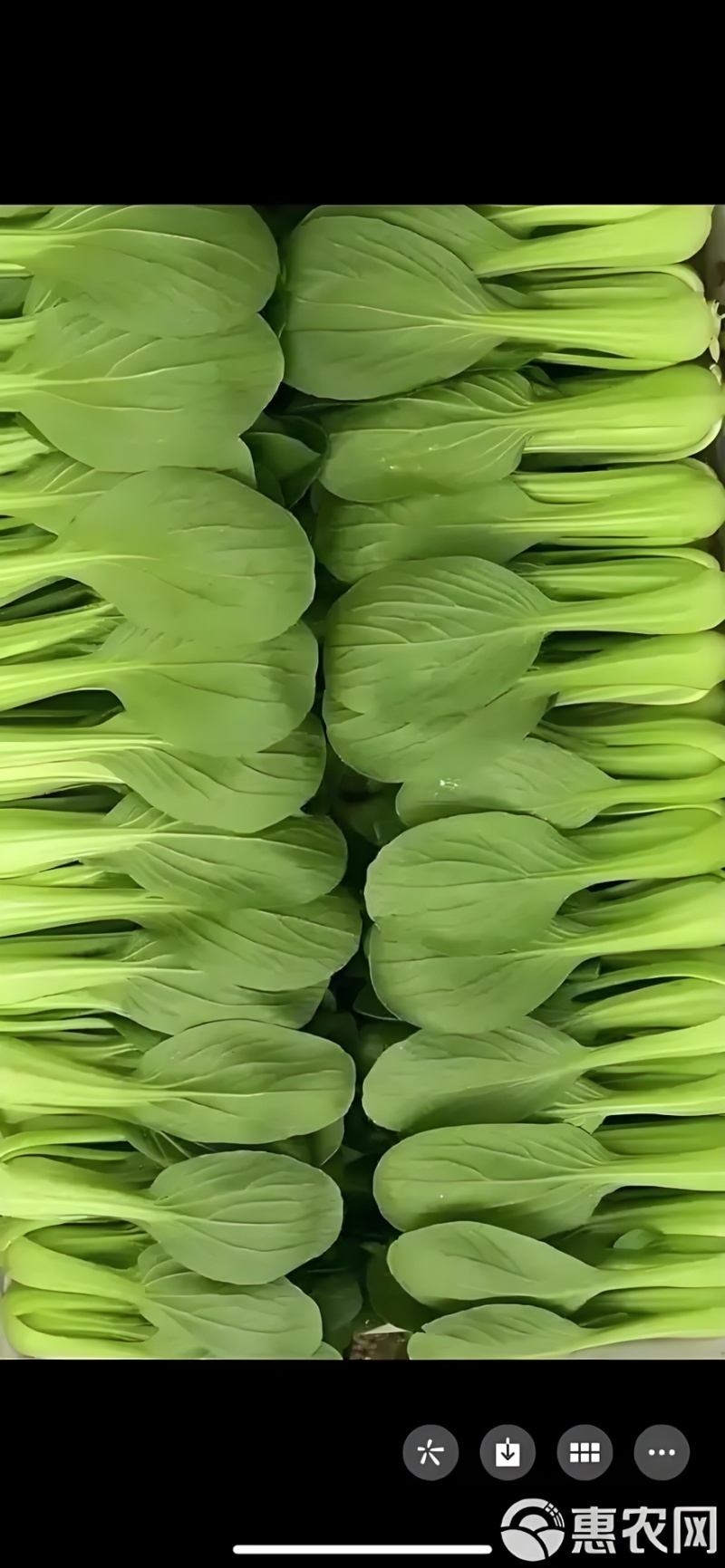 上海青