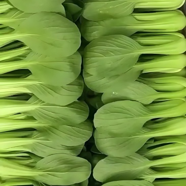 上海青