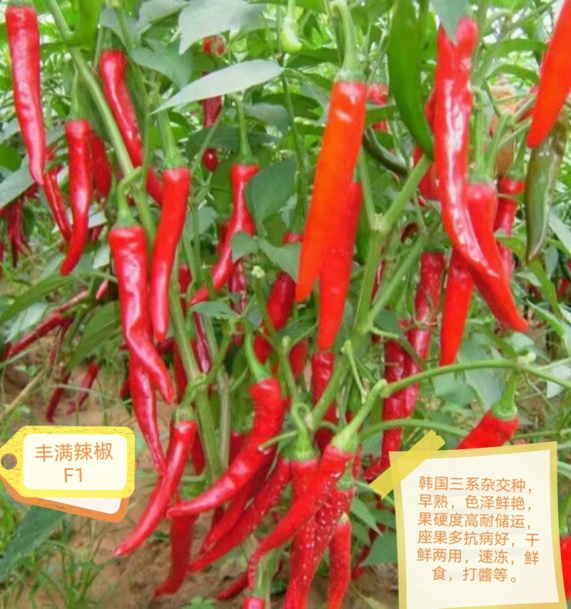 线椒朝天椒羊角椒种苗大田保护地都可又辣又香又好看开始供应