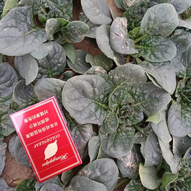 河南周口扶沟趴地菠菜120亩