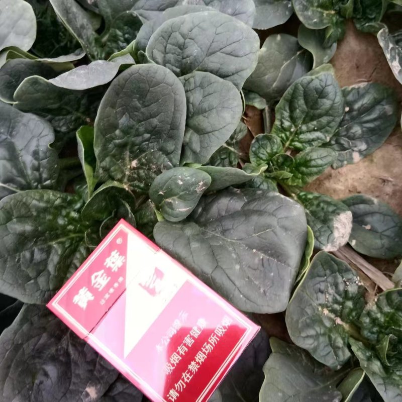 河南周口扶沟趴地菠菜120亩