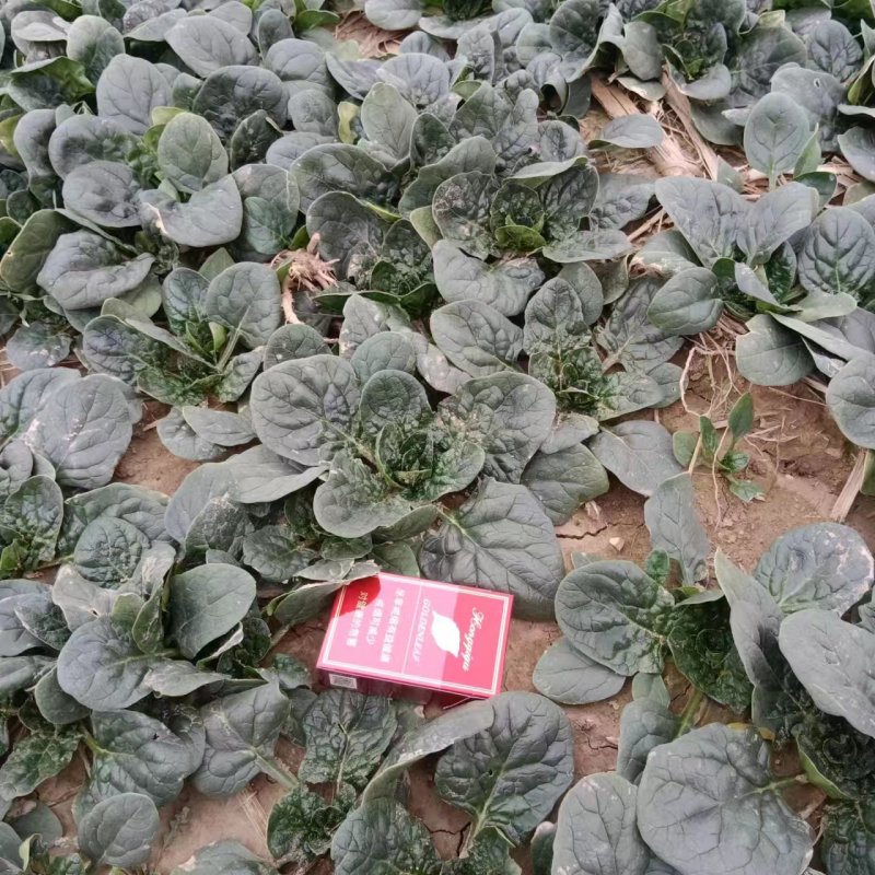 河南周口扶沟趴地菠菜120亩