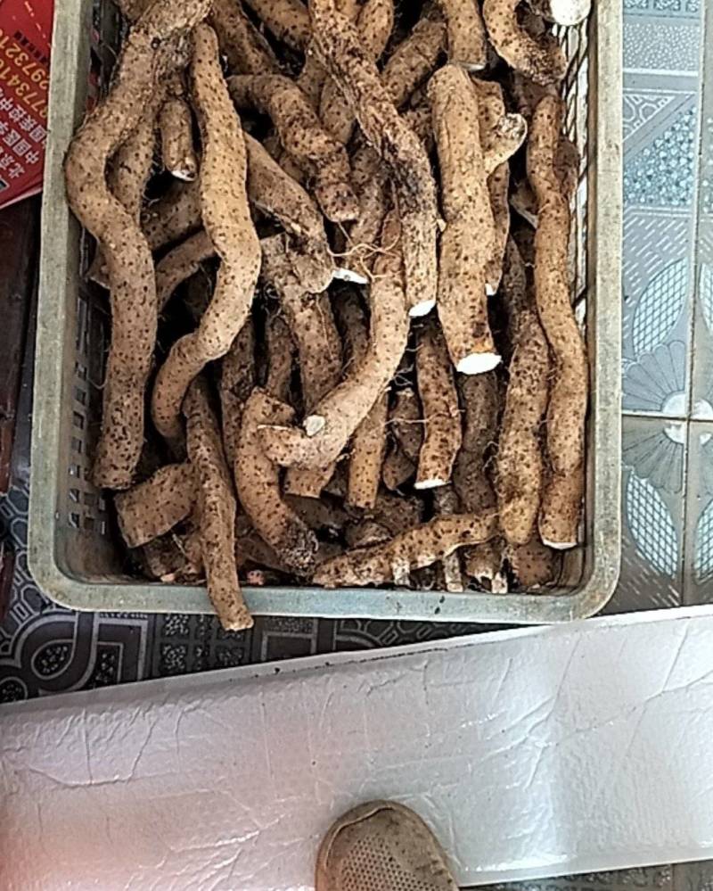 广西仿野生灵芝山药百亩种植（约十万斤）量大从优可视频