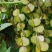 广西仿野生灵芝山药百亩种植（约十万斤）量大从优可视频