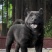 纯种五黑犬疫苗驱虫看家护院上山打猎虎头猫耳金钱尾