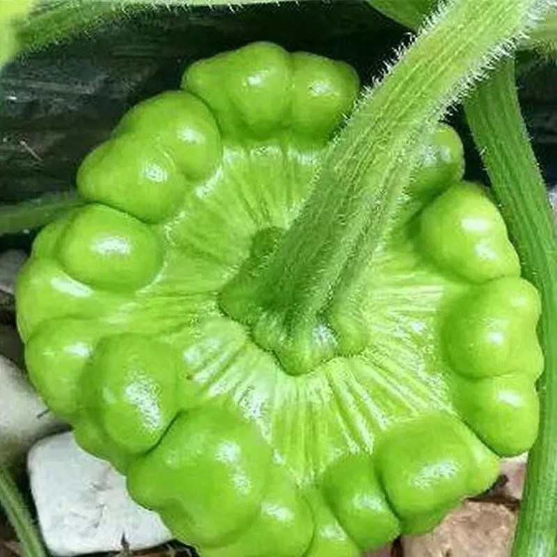 云南特产新鲜姜柄瓜小麦瓜嫩南瓜饼子瓜网红火锅店食材