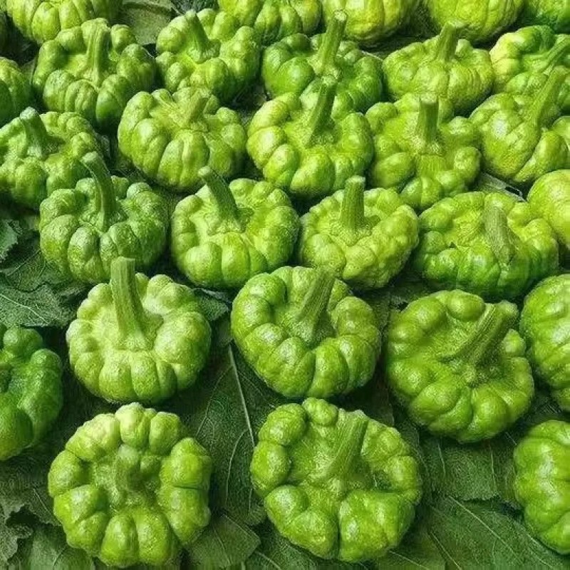 云南特产新鲜姜柄瓜小麦瓜嫩南瓜饼子瓜网红火锅店食材