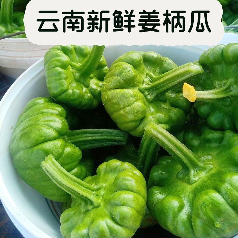 云南特产新鲜姜柄瓜小麦瓜嫩南瓜饼子瓜网红火锅店食材
