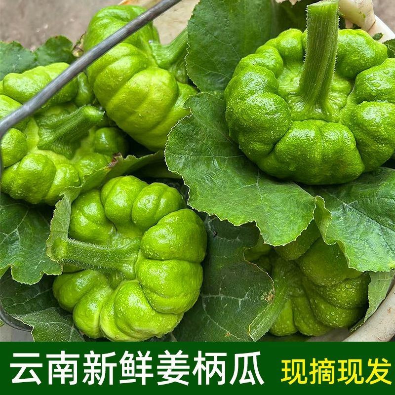 云南特产新鲜姜柄瓜小麦瓜嫩南瓜饼子瓜网红火锅店食材