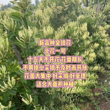3年金银花北花一号，成活率哈99%,出货多，适合大面积种
