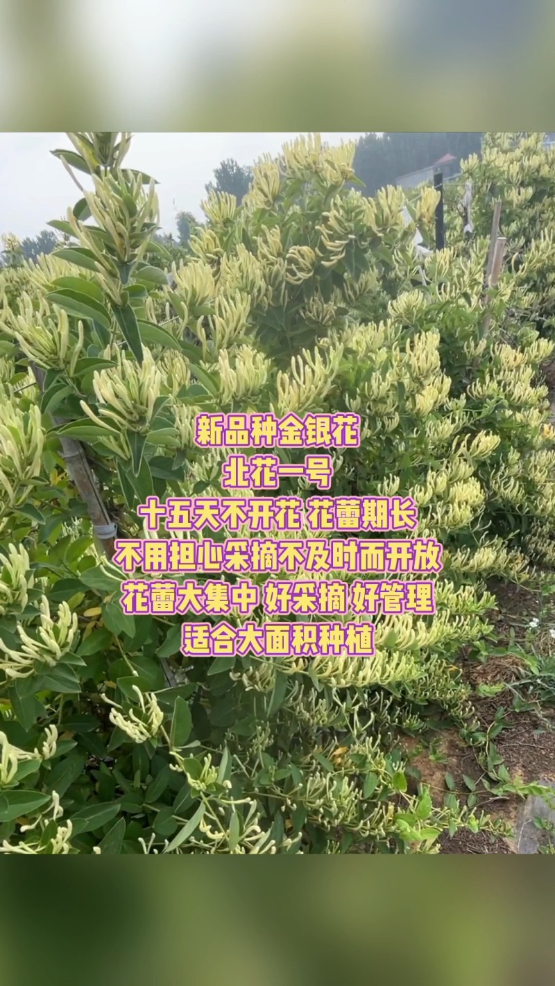 3年金银花北花一号，成活率哈99%,出货多，适合大面积种