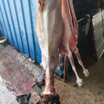 新鲜羊肉每天现杀现卖批发零售