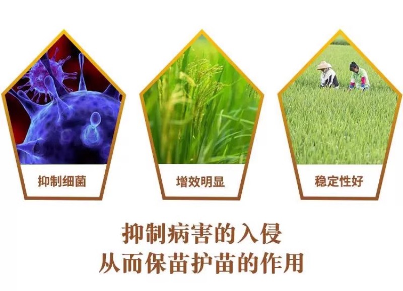 细黄链霉菌农用杀菌溃疡青枯软腐野火细菌性病害角斑病穿孔腐