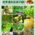 细黄链霉菌农用杀菌溃疡青枯软腐野火细菌性病害角斑病穿孔腐