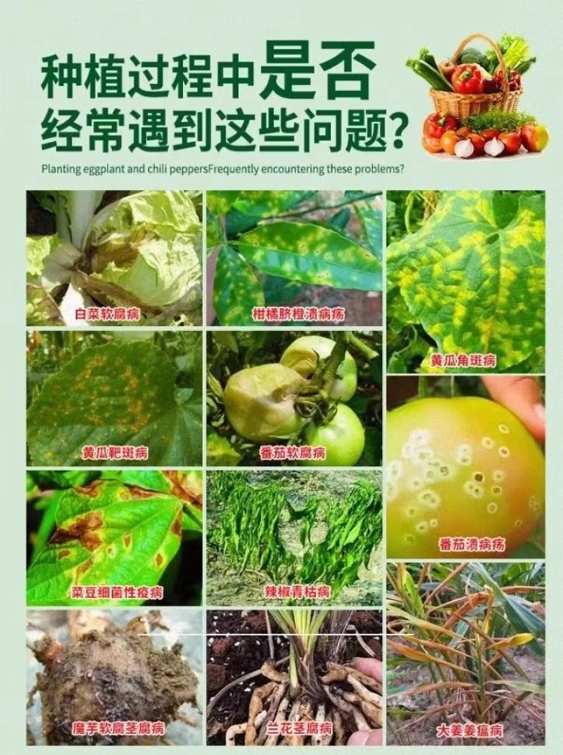 细黄链霉菌农用杀菌溃疡青枯软腐野火细菌性病害角斑病穿孔腐