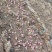 2025新鲜菊芋，红皮菊芋，洋姜干，胰岛果