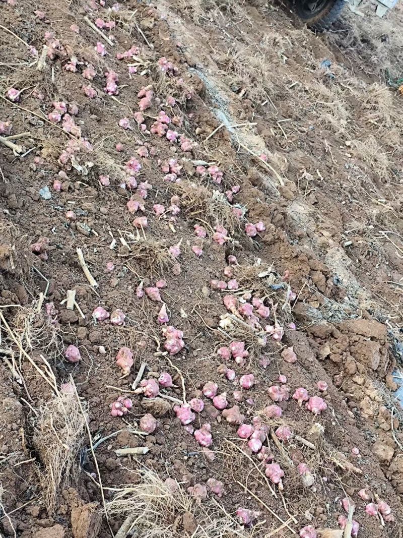 2025新鲜菊芋，红皮菊芋，洋姜干，胰岛果