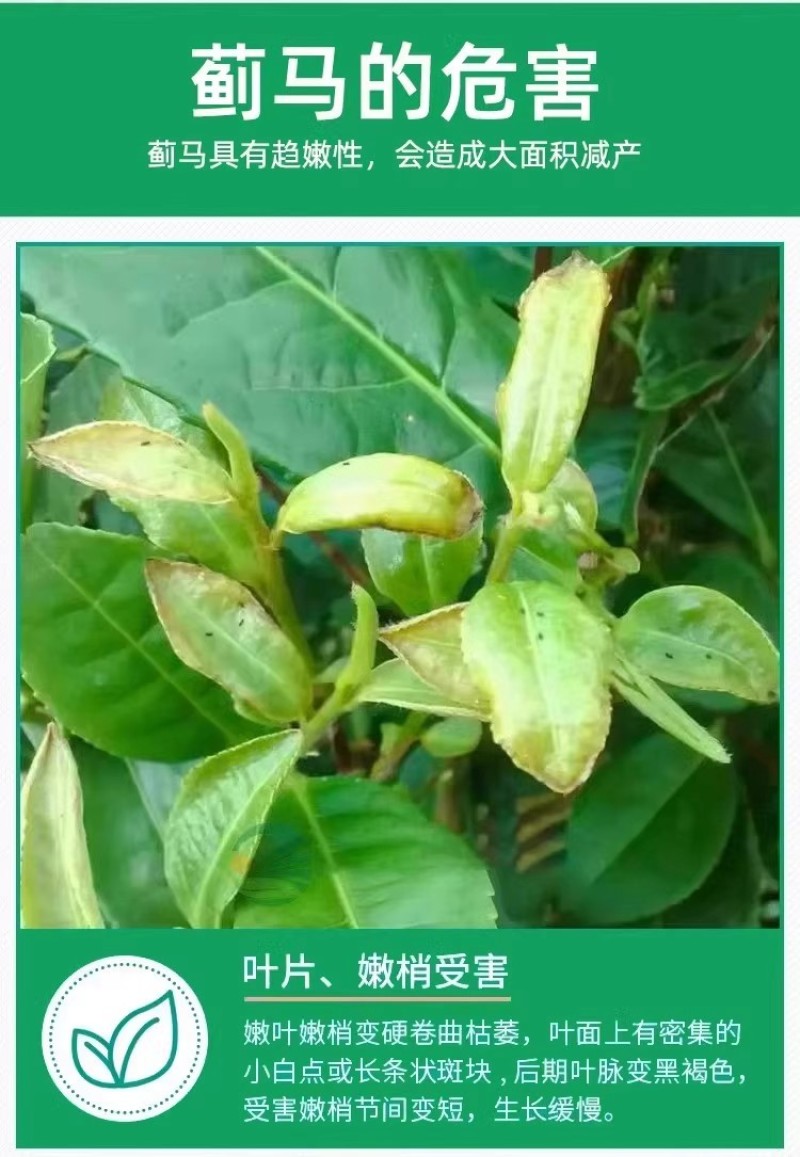 蓟红虫螨腈唑虫酰胺抗性蓟马杀虫剂