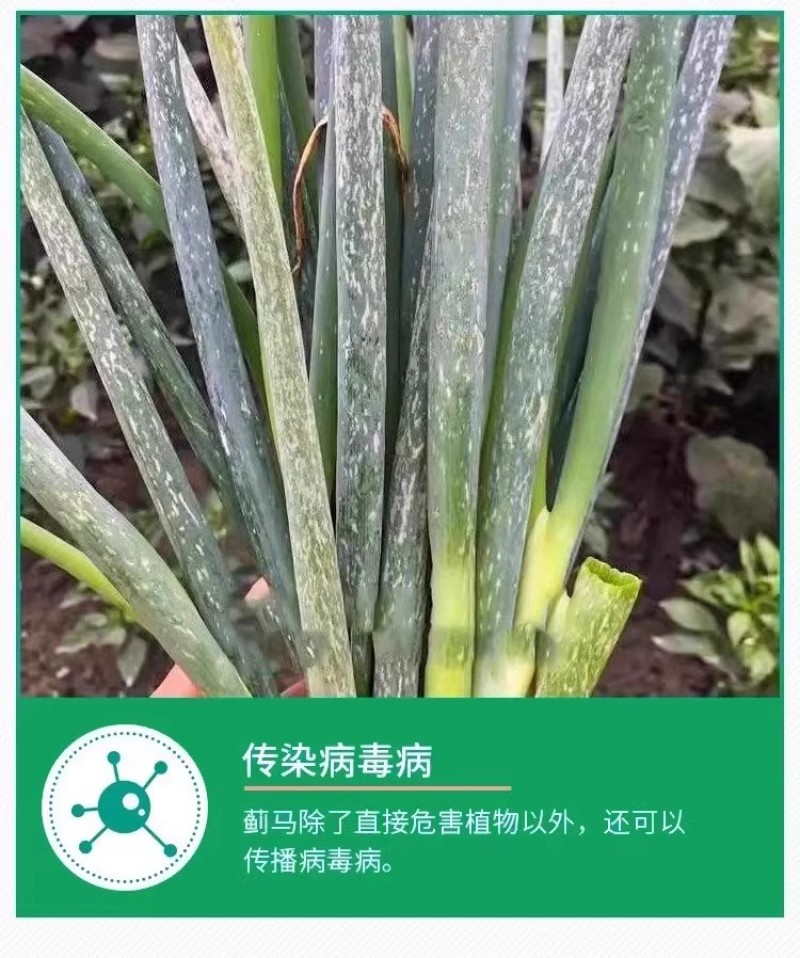 蓟红虫螨腈唑虫酰胺抗性蓟马杀虫剂