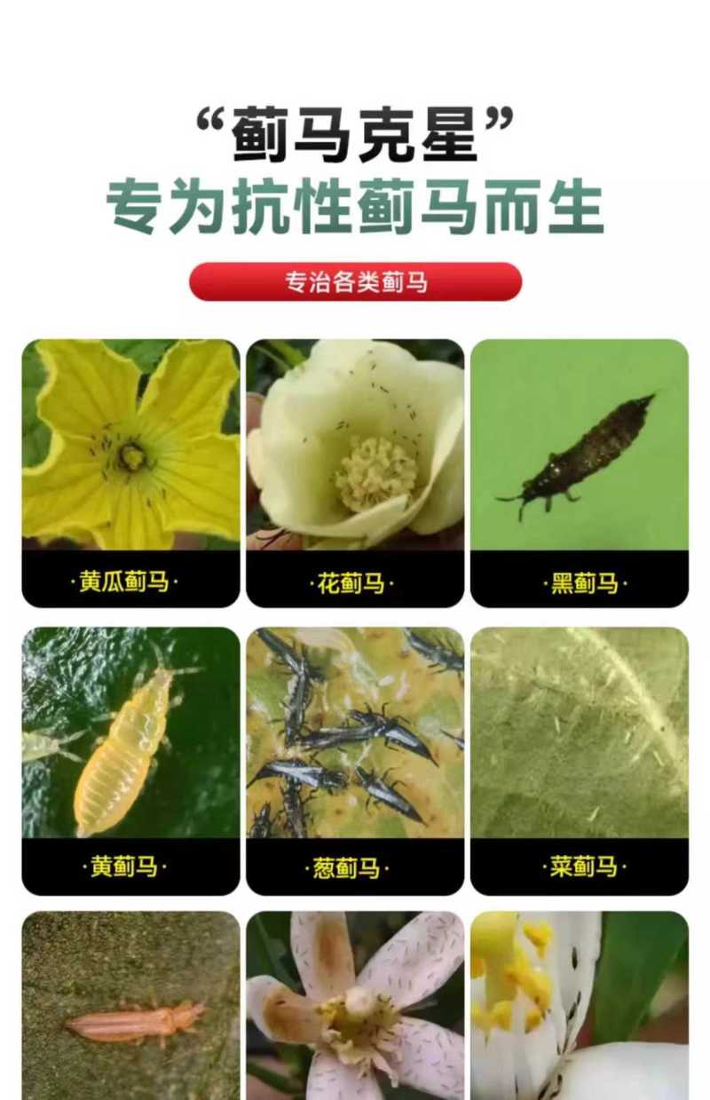 蓟红虫螨腈唑虫酰胺抗性蓟马杀虫剂