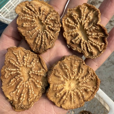 荒漠肉苁蓉圆片