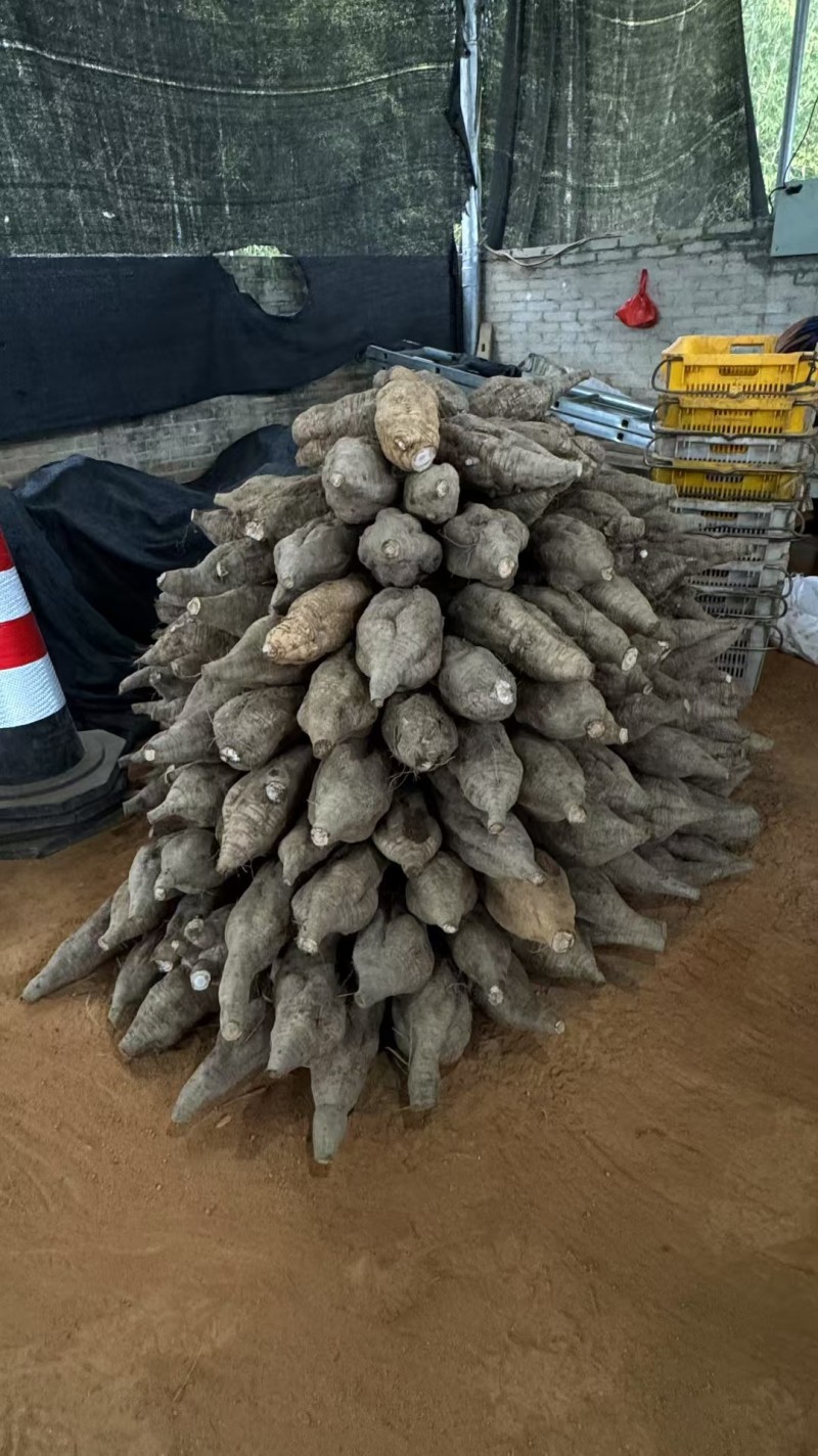 粉葛葛根
