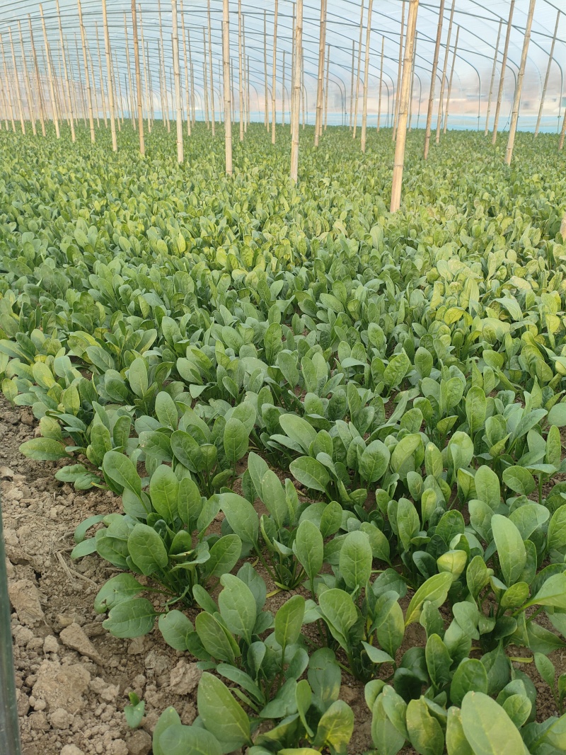 精品大棚菠菜一手货源