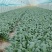 上海青青更菜