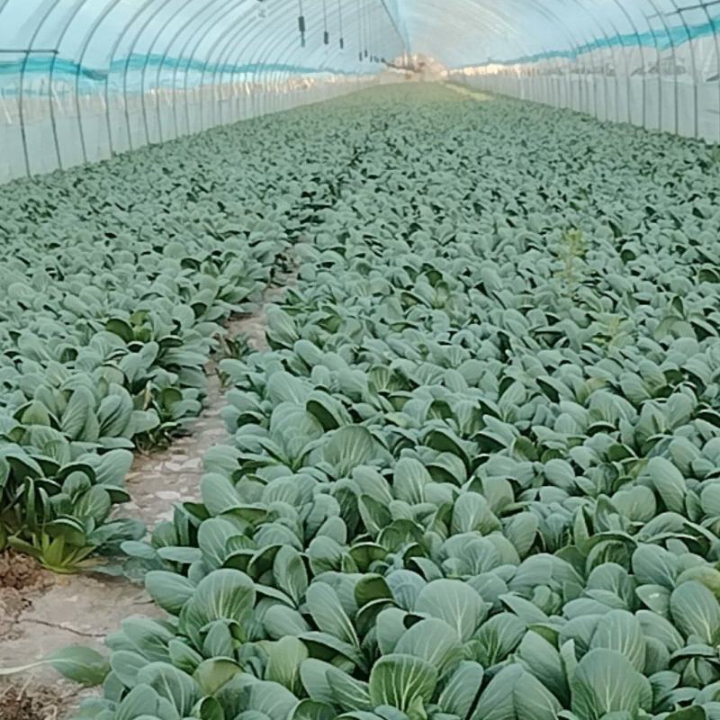 上海青青更菜