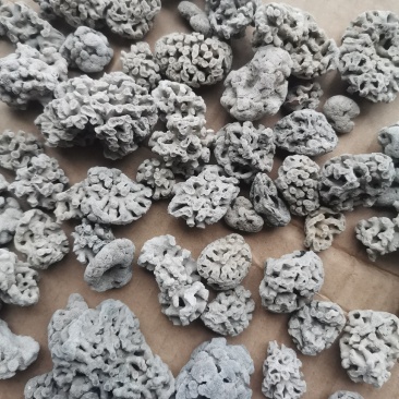 海浮石花福建沿海精品大花现货随时可以发货