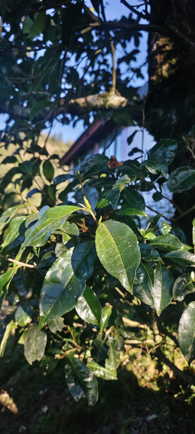 千年古树茶