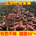 正宗红瑶蜜薯一件代发榴莲蜜薯一件代发包邮包售后供应链代发