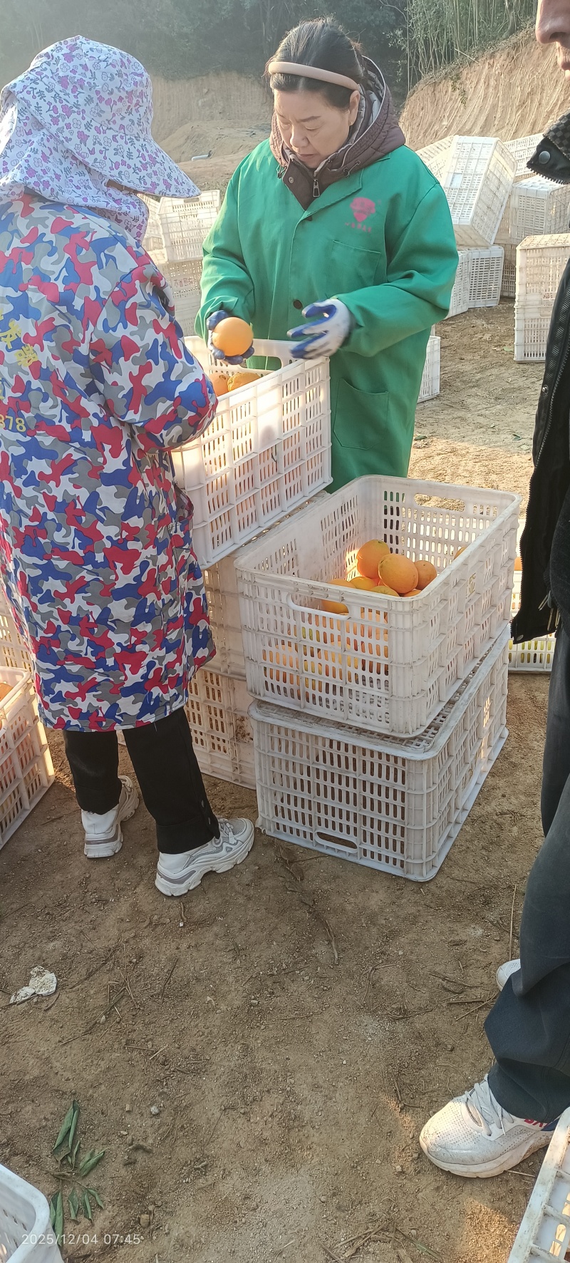 赣南脐橙