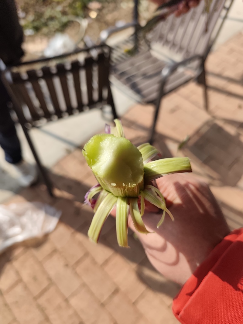 正宗湖北洪山菜苔，生吃有回甘
