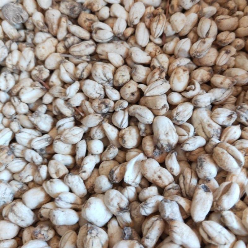 伊贝母中药材新疆贝母无硫精品挑选手选大颗粒
