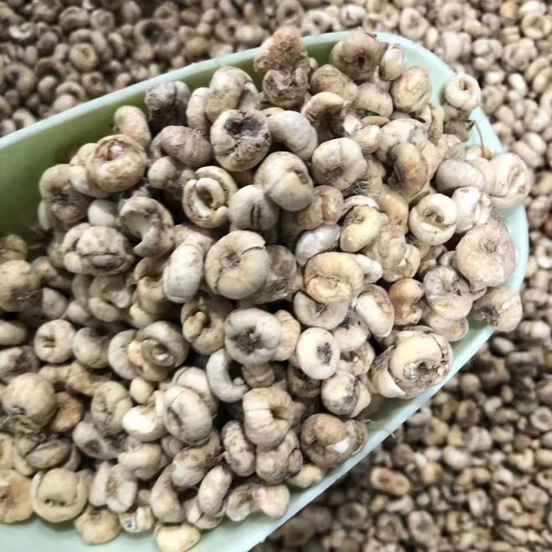伊贝母中药材新疆贝母无硫精品挑选手选大颗粒