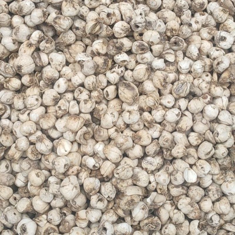 伊贝母中药材新疆贝母无硫精品挑选手选大颗粒