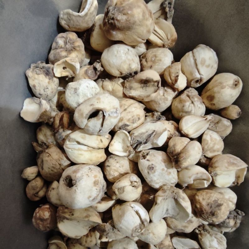 伊贝母中药材新疆贝母无硫精品挑选手选大颗粒
