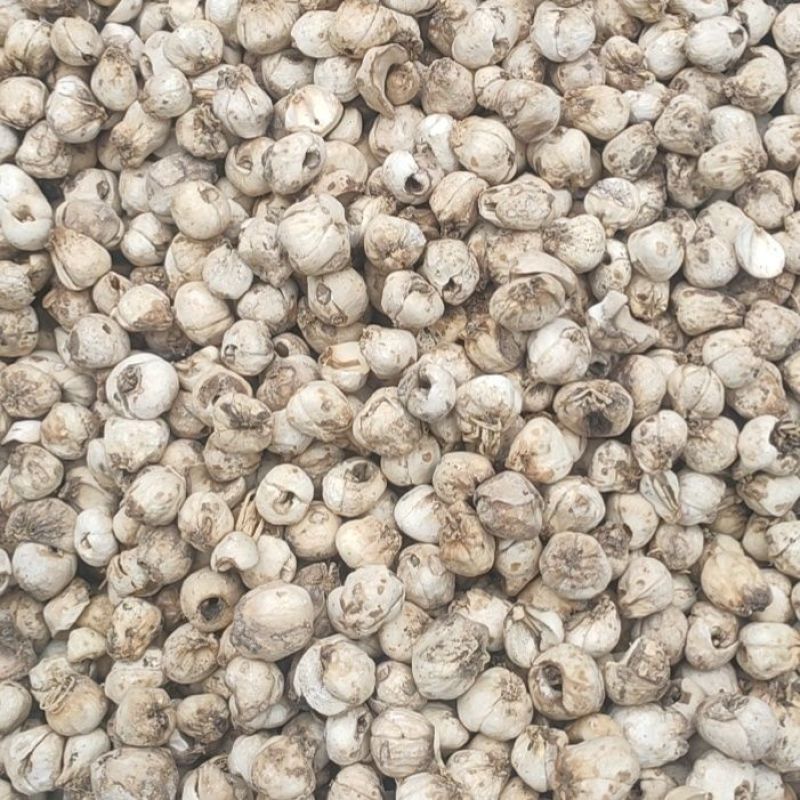 伊贝母中药材新疆贝母无硫精品挑选手选大颗粒
