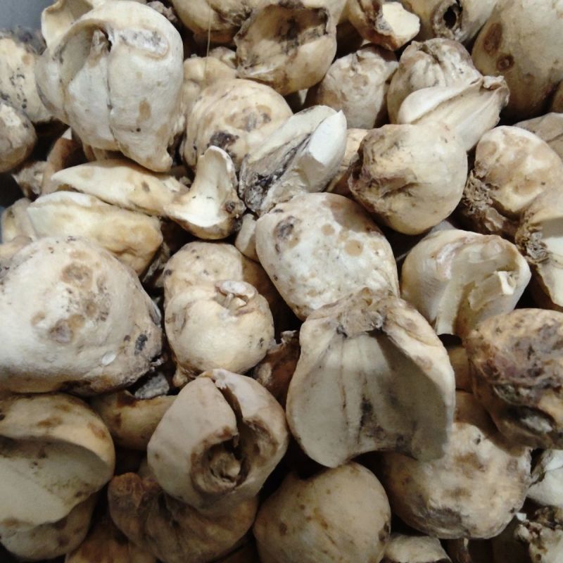 伊贝母中药材新疆贝母无硫精品挑选手选大颗粒